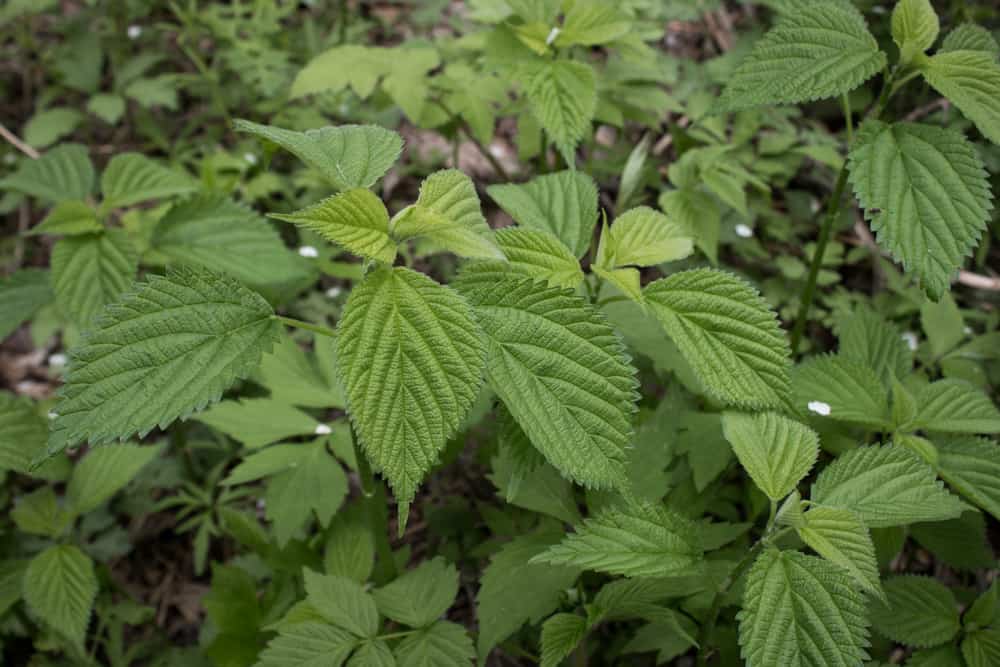 Wood Nettles or Laportea canadensis