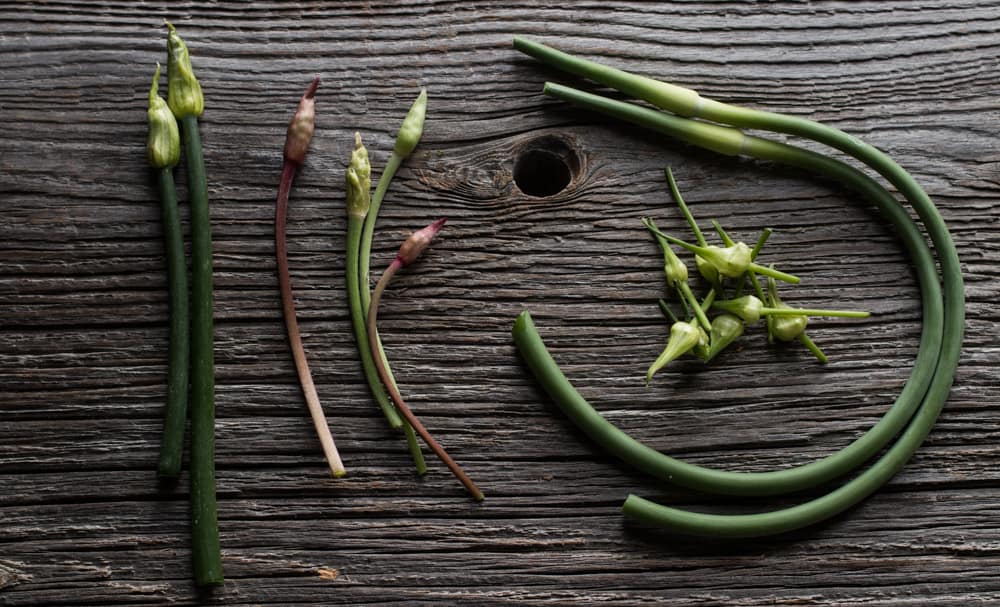 ramp scapes, wild onion scapes, garlic scapes, shallot scapes