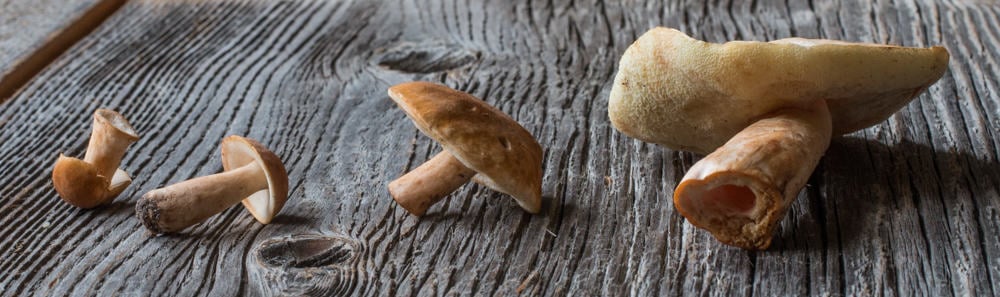 Gyroporus castaneus chestnut bolete mushroom_ (1 of 5)