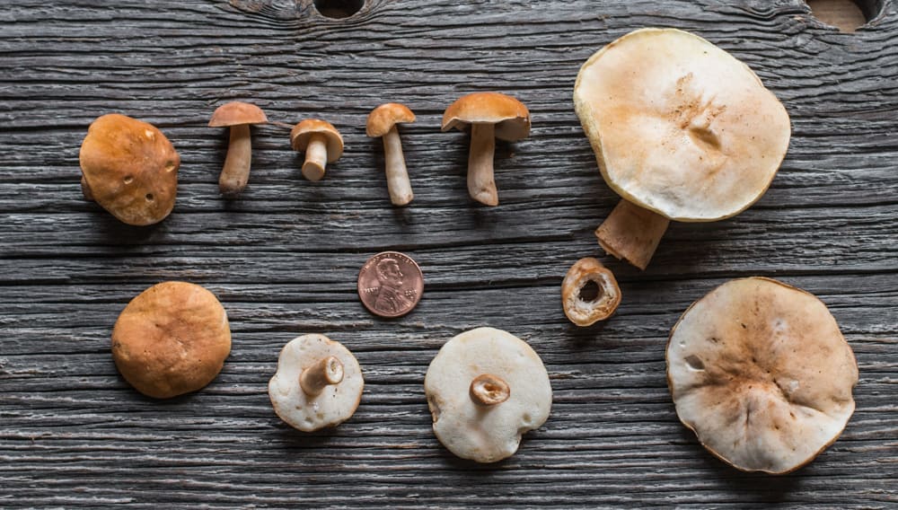 Gyroporus castaneus chestnut bolete mushroom