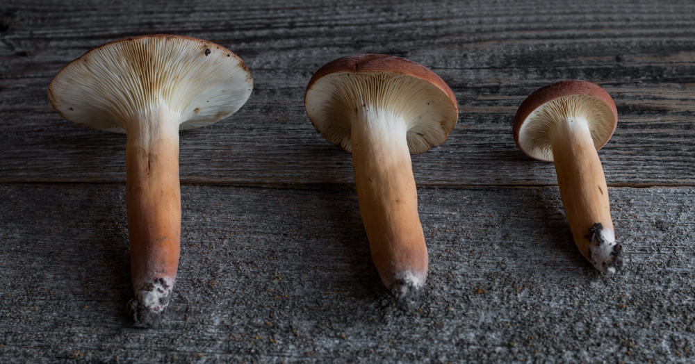Lactifluus volemus edible milkcap mushrooms