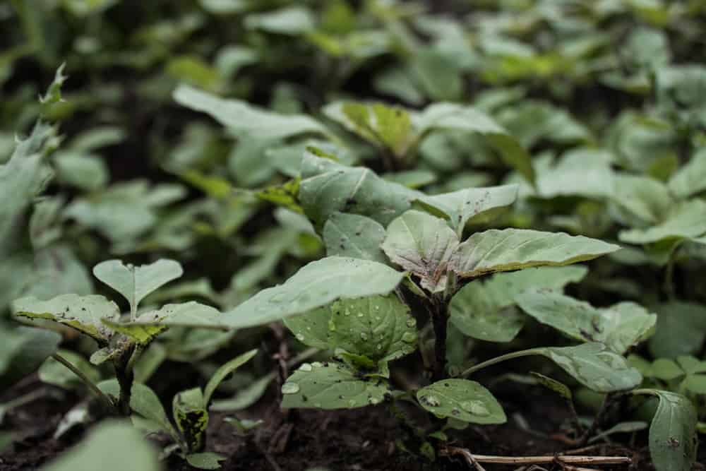 Edible Wild Green Amaranth Amaranthus retroflexus_