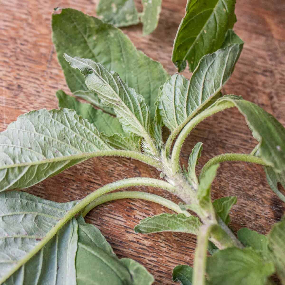 Edible Wild Green Amaranth Amaranthus retroflexus_