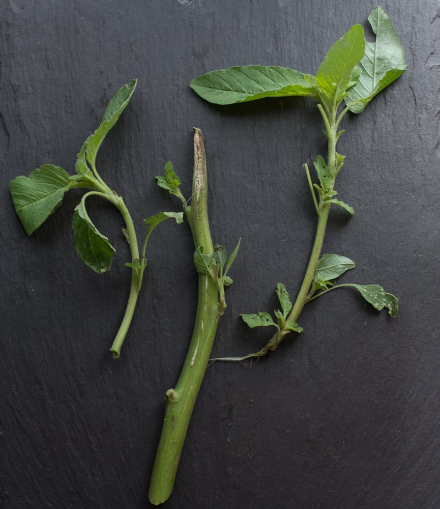 Edible Wild Green Amaranth Amaranthus retroflexus_