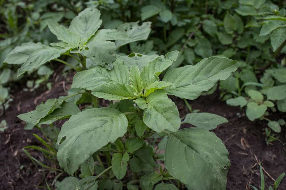 Edible Wild Green Amaranth Amaranthus retroflexus_