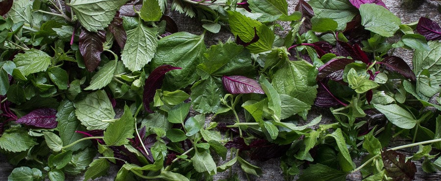 foraged green salad 