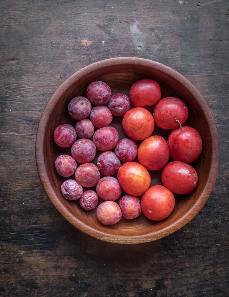 Canadian and American wild plums Prunus americana Prunus nigra