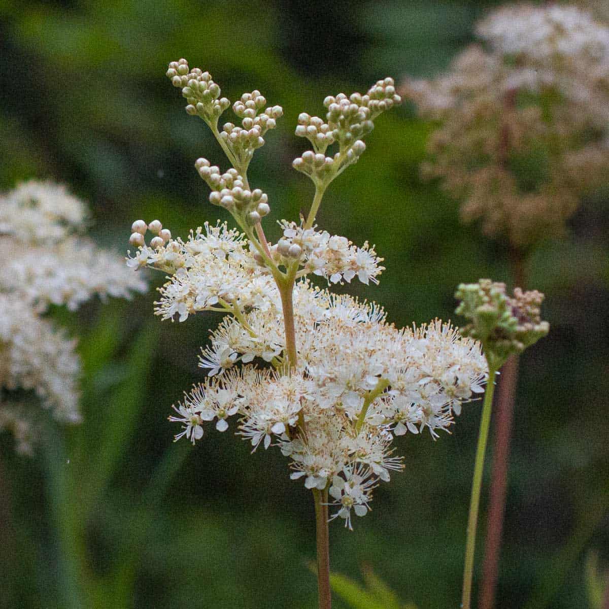 Foraged meadowsweet flowers from Minnesota