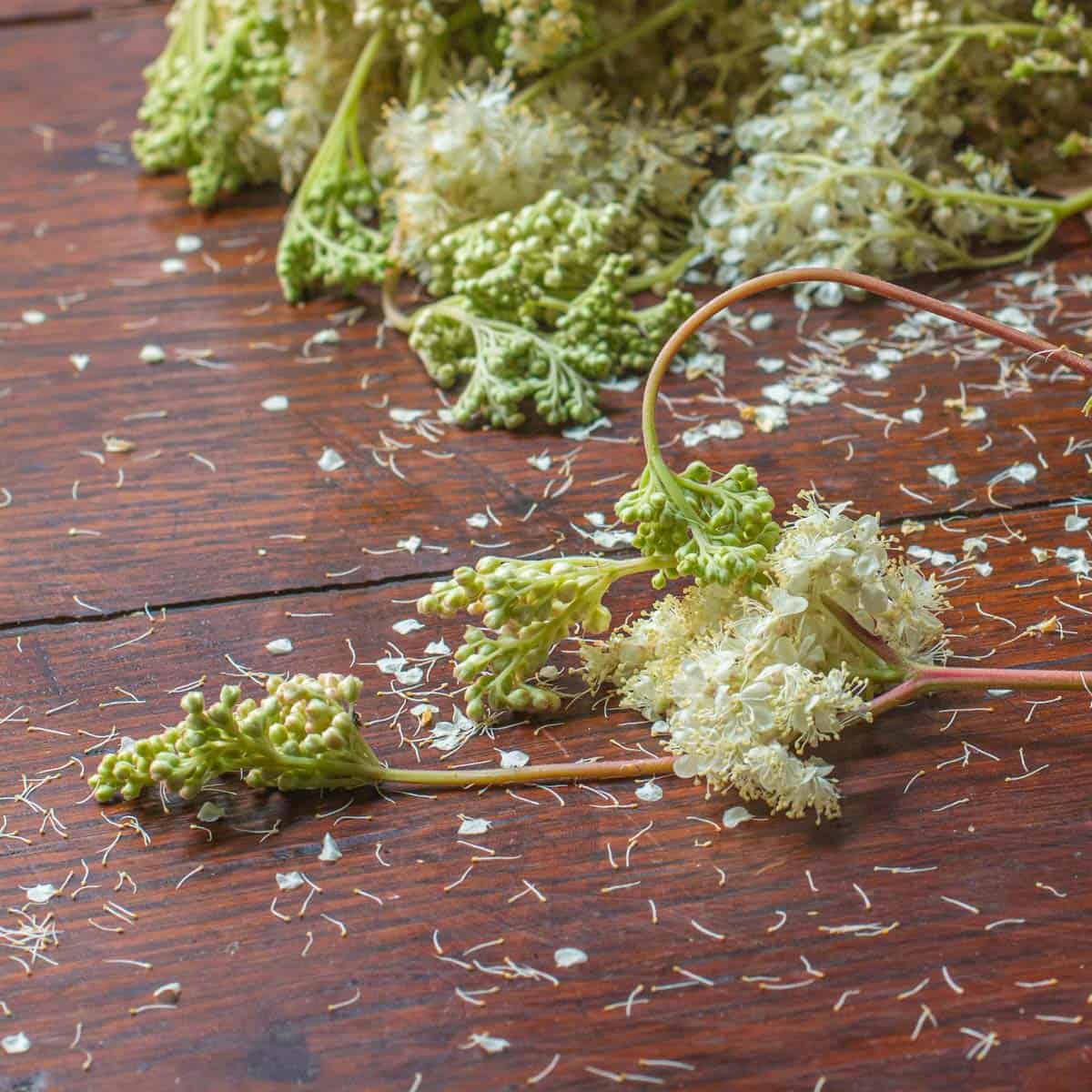 Foraged meadowsweet flowers from Minnesota