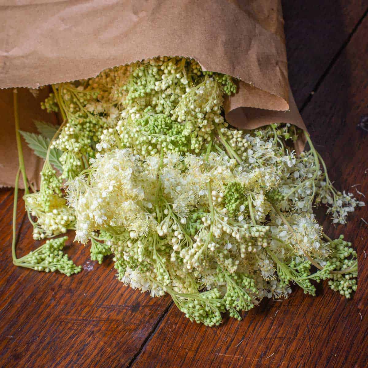 Foraged meadowsweet flowers from Minnesota