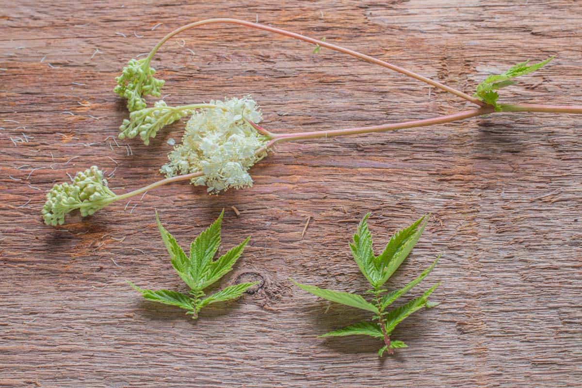 Foraged meadowsweet flowers from Minnesota