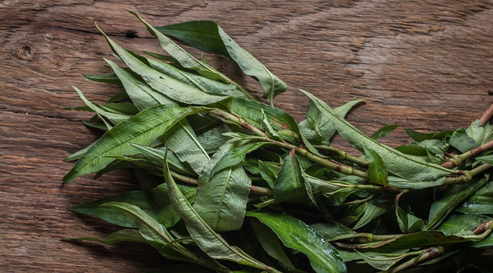 Persicaria odorata vietnamese coriander, rau ram or laksa leaf 