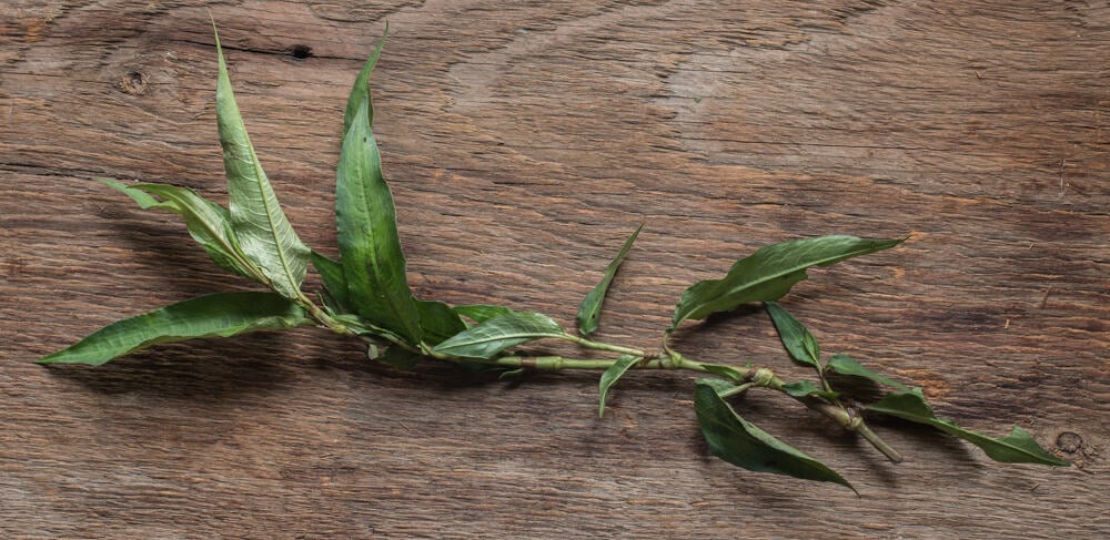 Persicaria odorata vietnamese coriander, rau ram or laksa leaf 