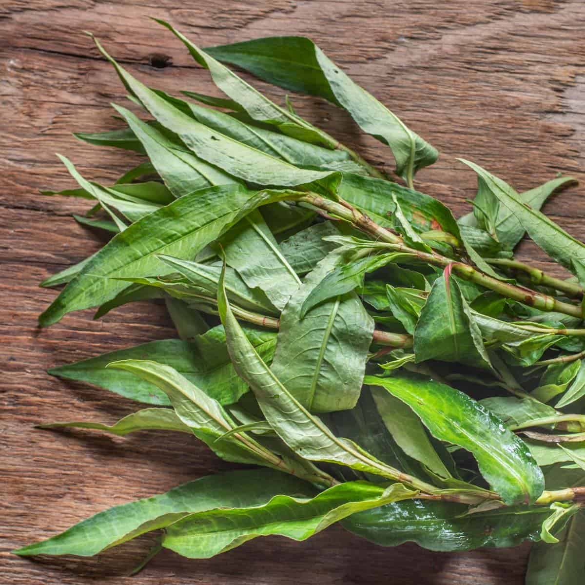 pulver Minearbejder Trænge ind Rau Ram or Laksa Leaf (Persicaria odorata) - Forager | Chef