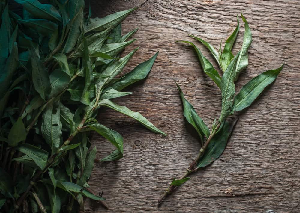 Persicaria odorata vietnamese coriander, rau ram or laksa leaf 