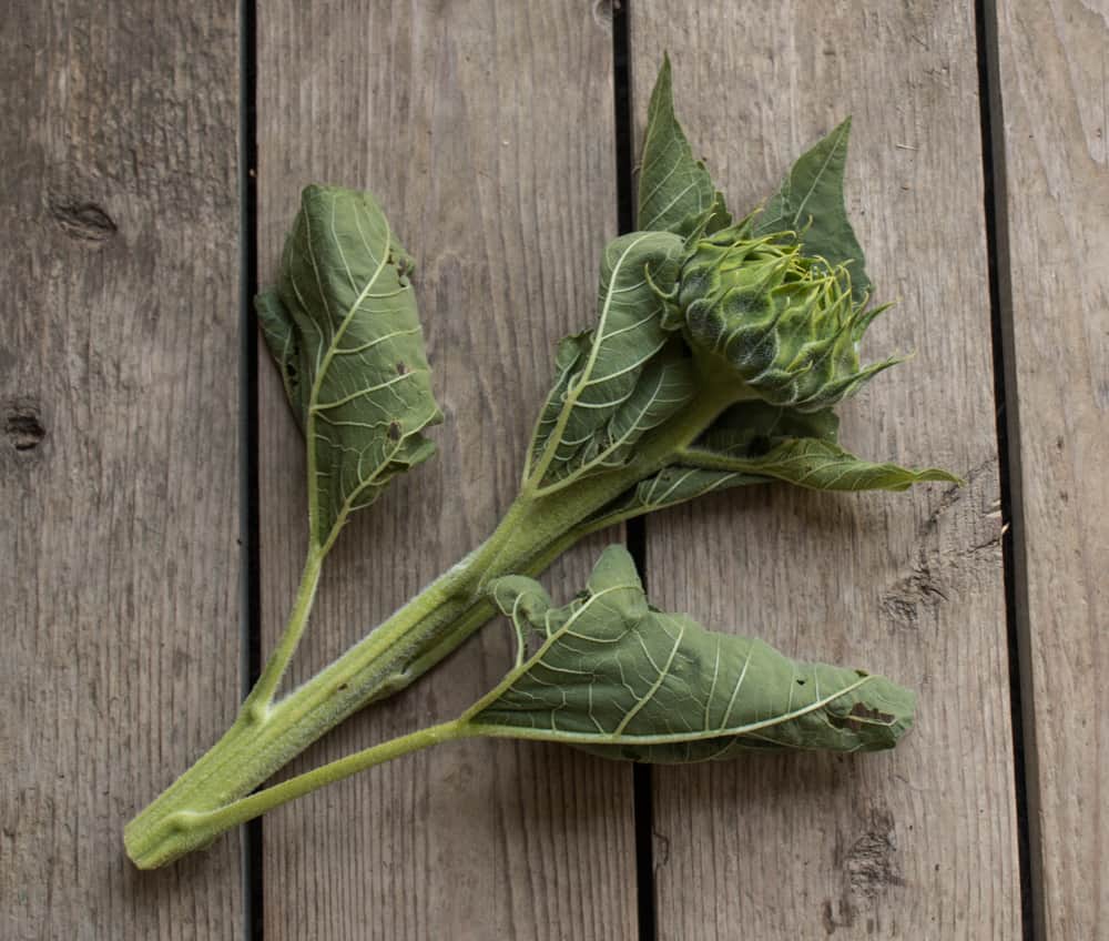 edible sunflower bud