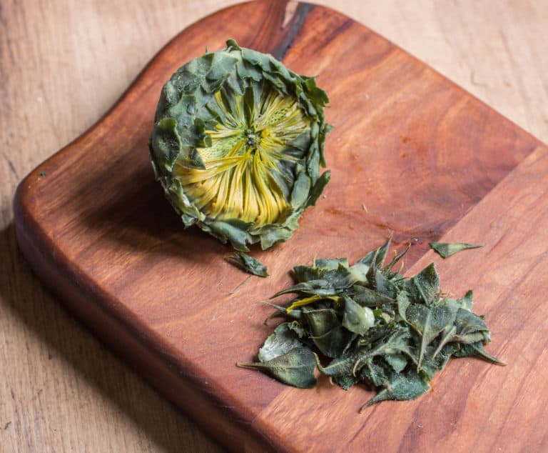 How to Cook a Sunflower Head or Buds (Recipe) Forager Chef