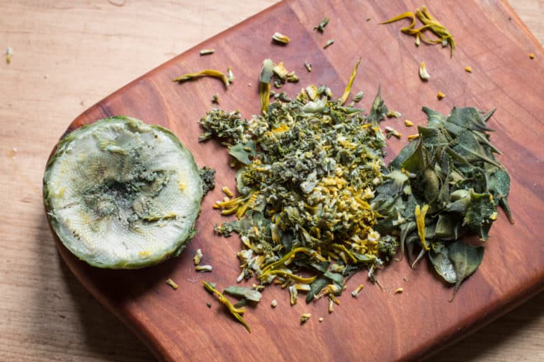 How to Cook a Sunflower Head or Buds (Recipe) Forager Chef