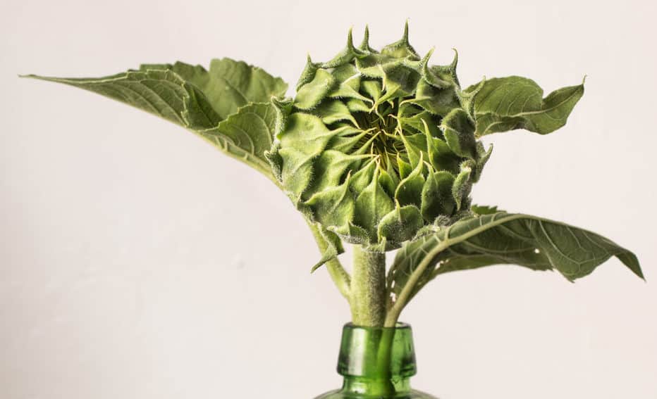 How to Cook a Sunflower Head or Buds (Recipe) Forager Chef