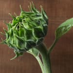 a green sunflower head