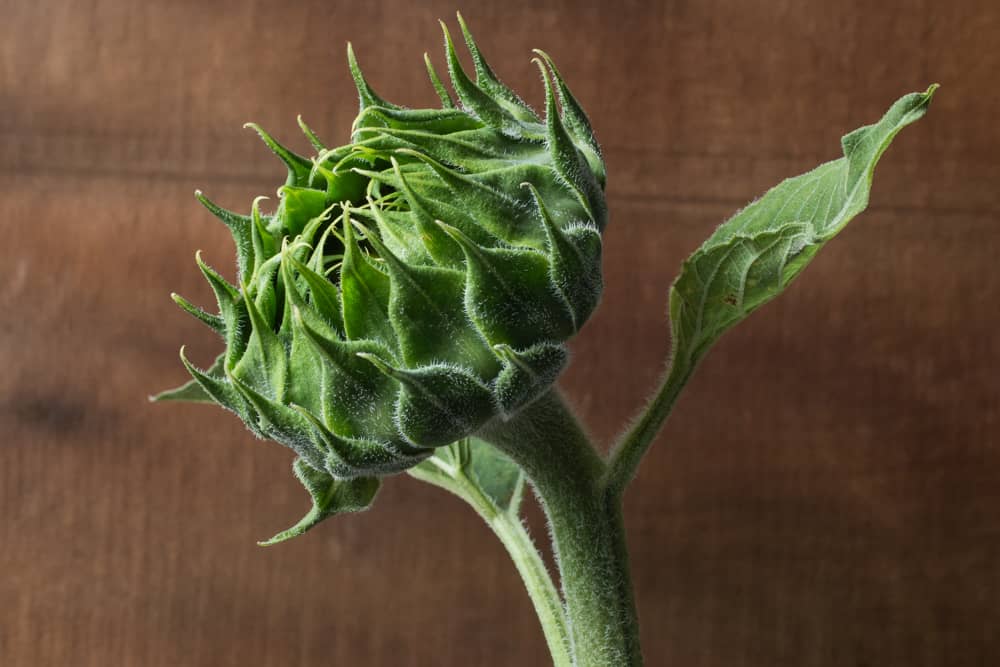 edible sunflower