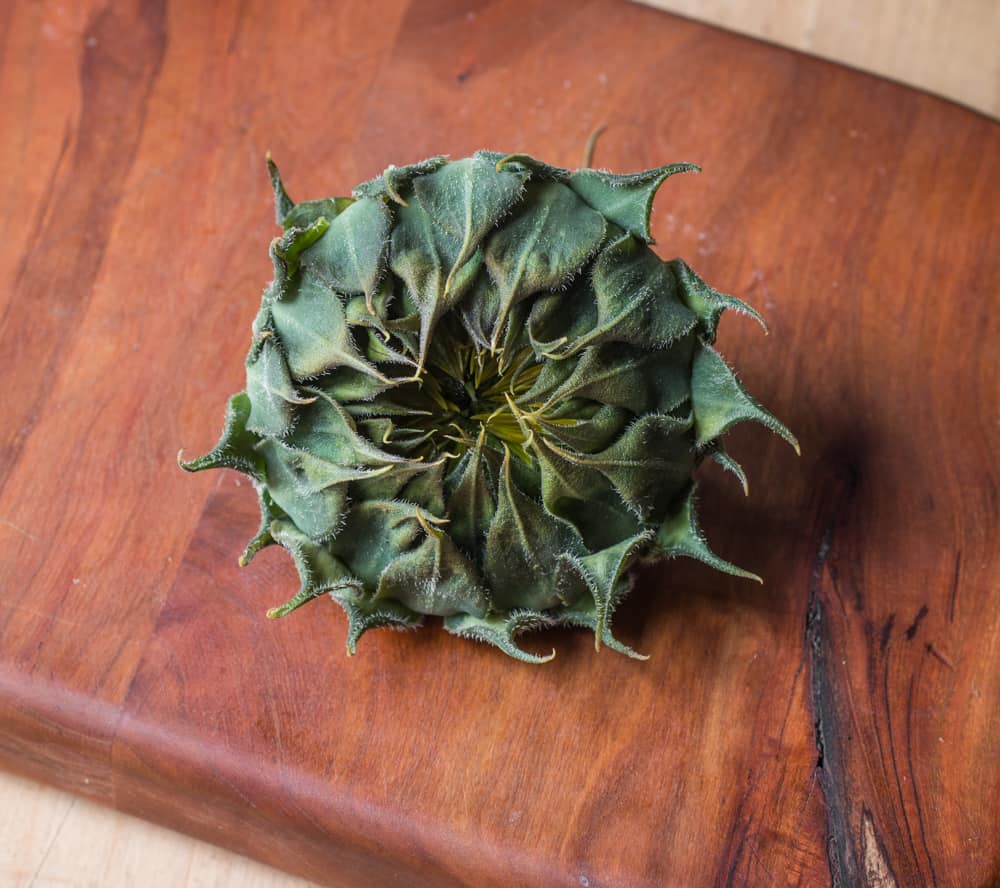 Trimming sunflower buds for eating