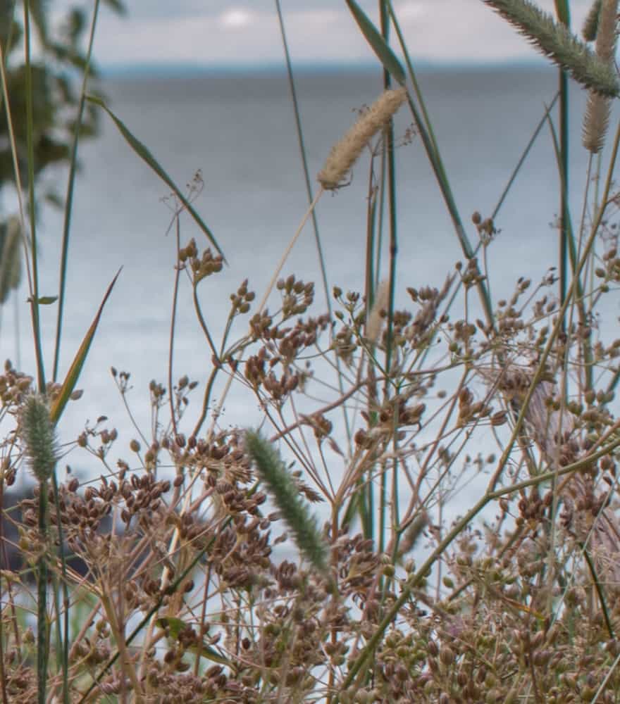 Minnesota Wild Caraway