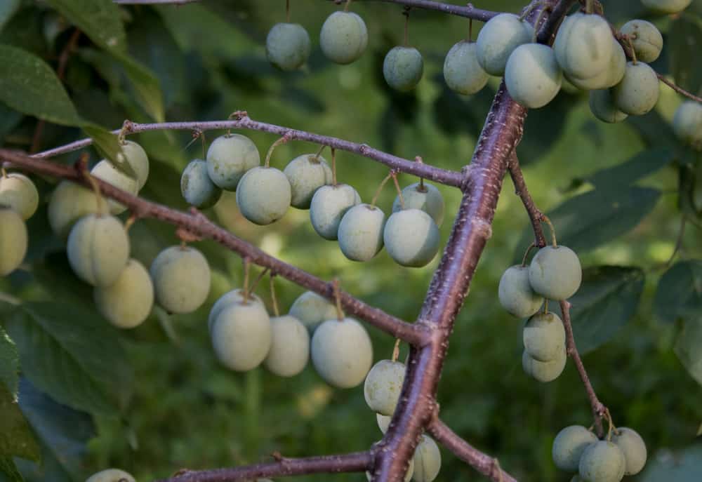 Unripe wild plums