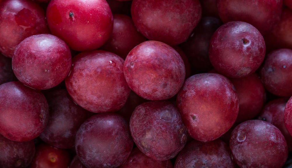 Foraged minnesota plums