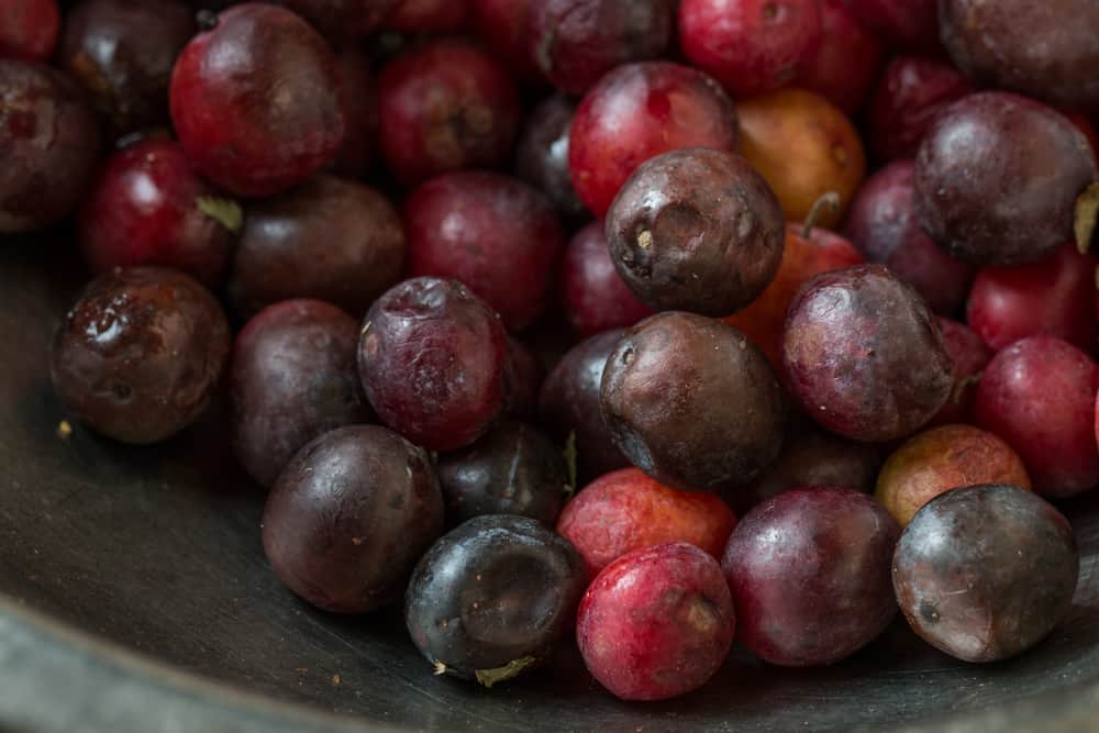 Overripe wild plums for vinegar