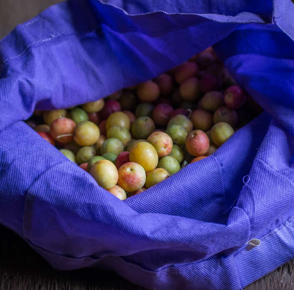 Foraging And Cooking With Wild Plums Prunus Americana 