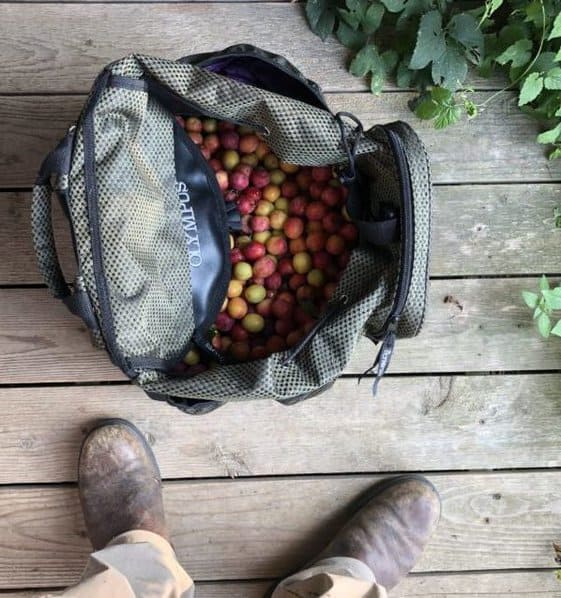 foraging for wild plums with a mushroom backpack 