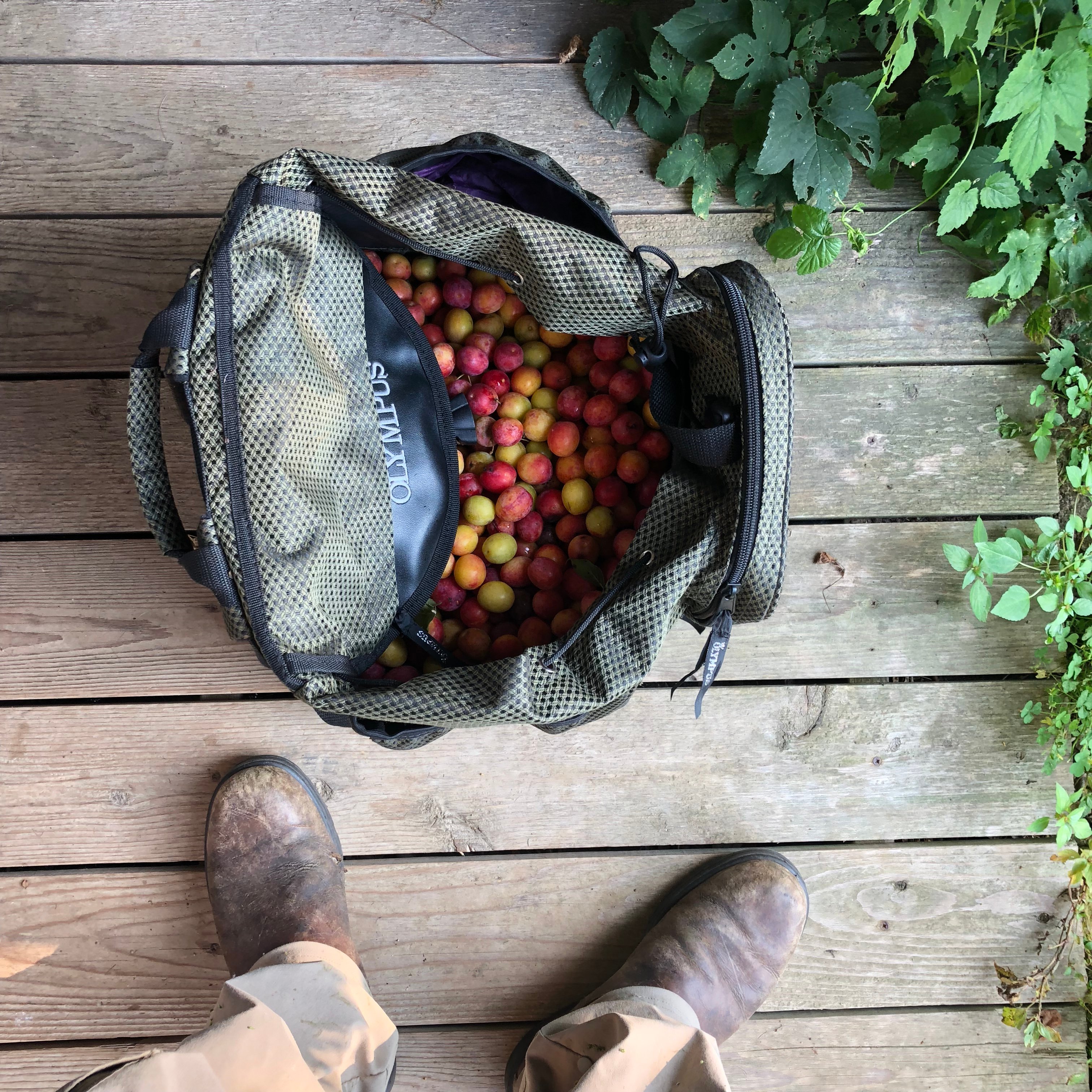 foraging for wild plums with a mushroom backpack