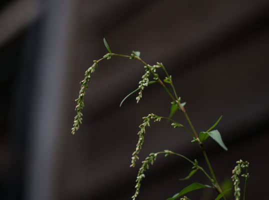 Persicaria hydropiper waterpepper