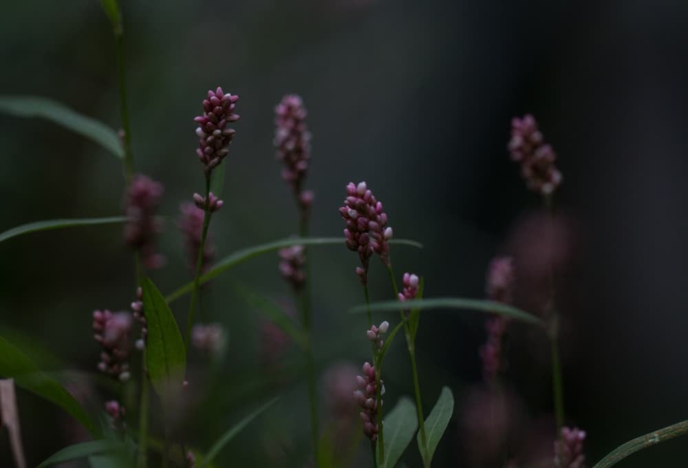 Persicaria hydropiperoides