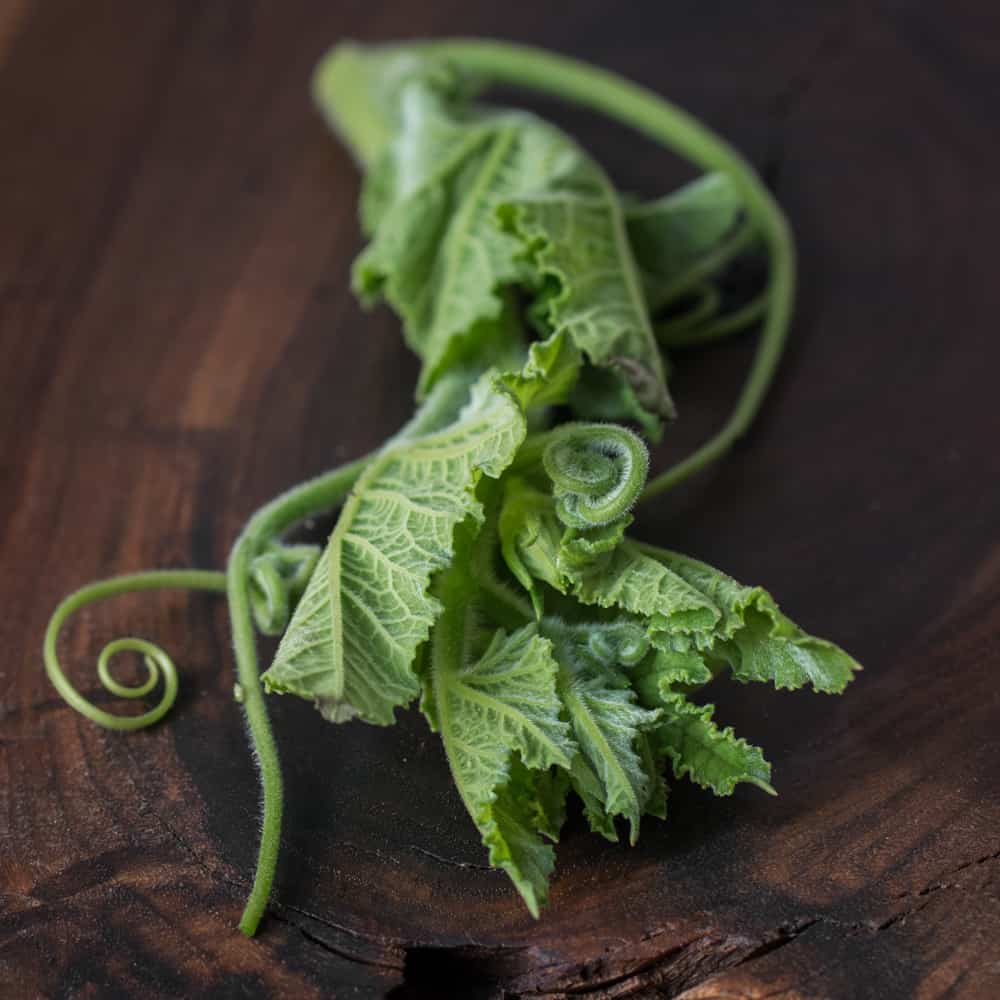 Edible squash or pumpkin vines and shoots