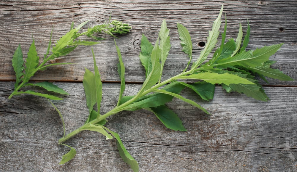 edible Erechtites hieraciifolius burnweed fireweed pilewort