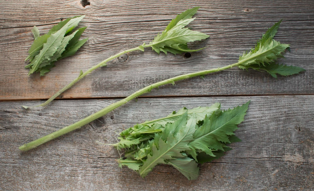 edible Erechtites hieraciifolius burnweed fireweed pilewort