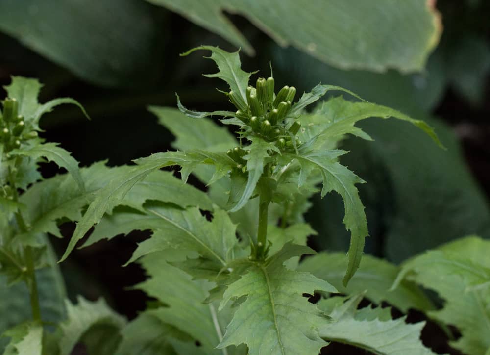 edible Erechtites hieraciifolius burnweed fireweed pilewort