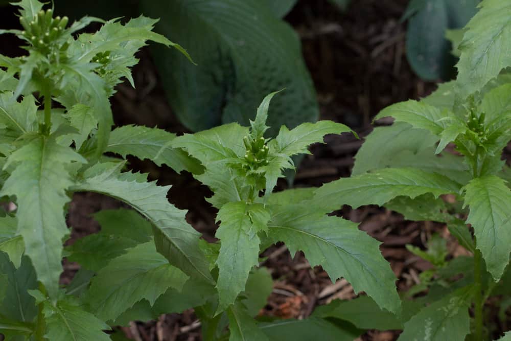 Erechtites hieraciifolius burnweed fireweed pilewort