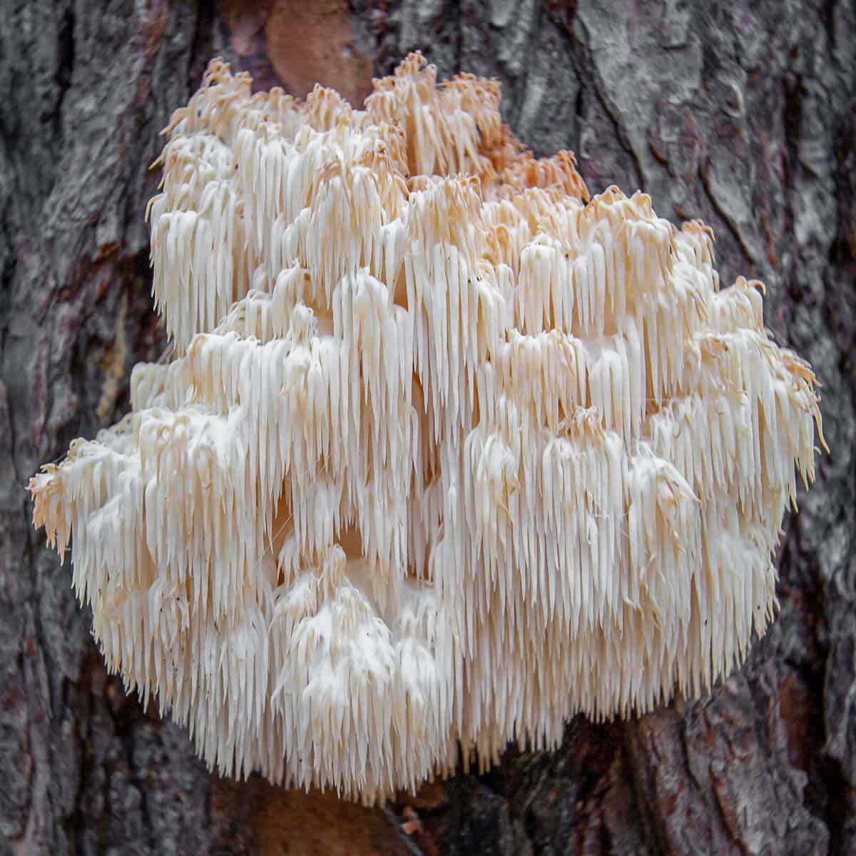 Edible Hericium americanum mushrooms