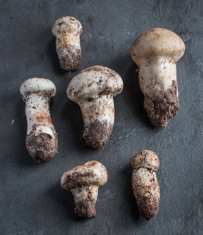 Minnesota matsutake mushrooms 