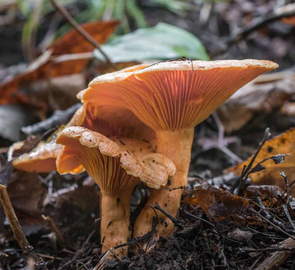 Lactarius thyinos, an edible member of the saffrom milkcap mushroo family