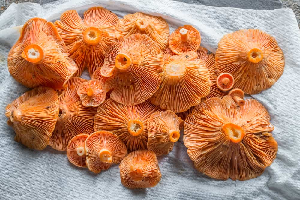 Lactarius thyinos, an edible member of the saffrom milkcap mushroo family 