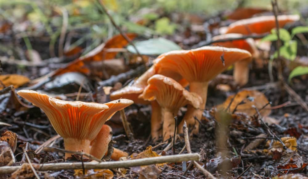 Lactarius thyinos, an edible member of the saffrom milkcap mushroo family 