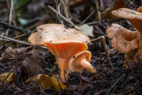 Lactarius thyinos, an edible member of the saffrom milkcap mushroo family