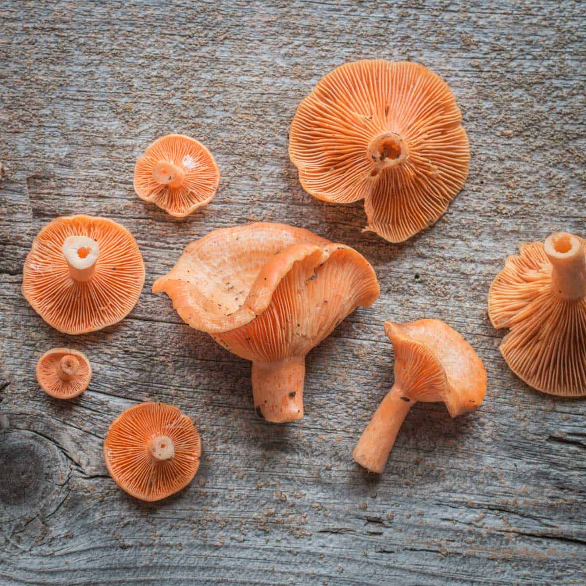 Lactarius thyinos, an edible member of the saffrom milkcap mushroo family