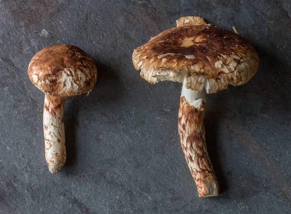 Tricholoma caligatum the false matsutake