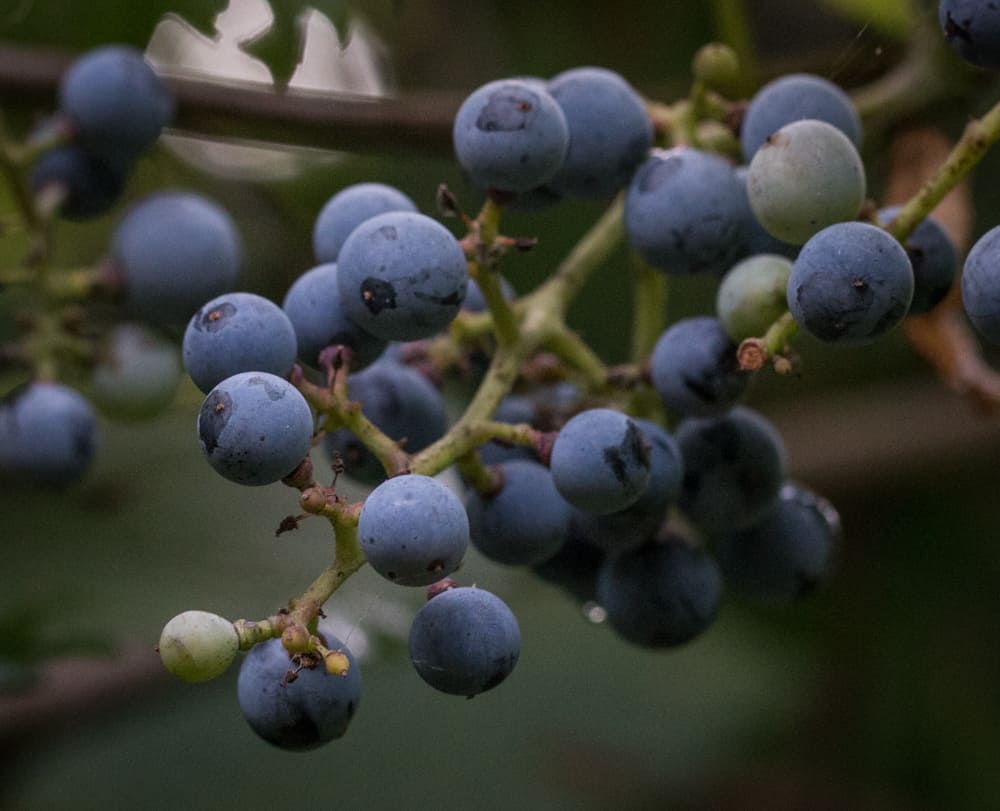 Wild river grapes, or Vitis riparia growing on a vine. 