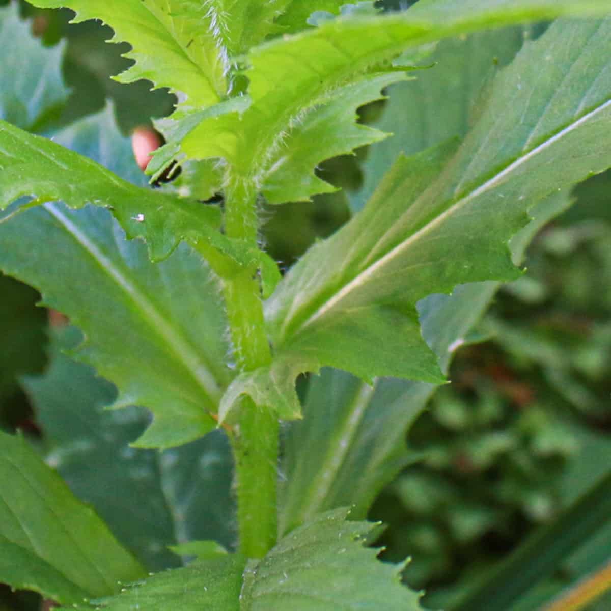 close of american burnweed leaves clasping the stem. 